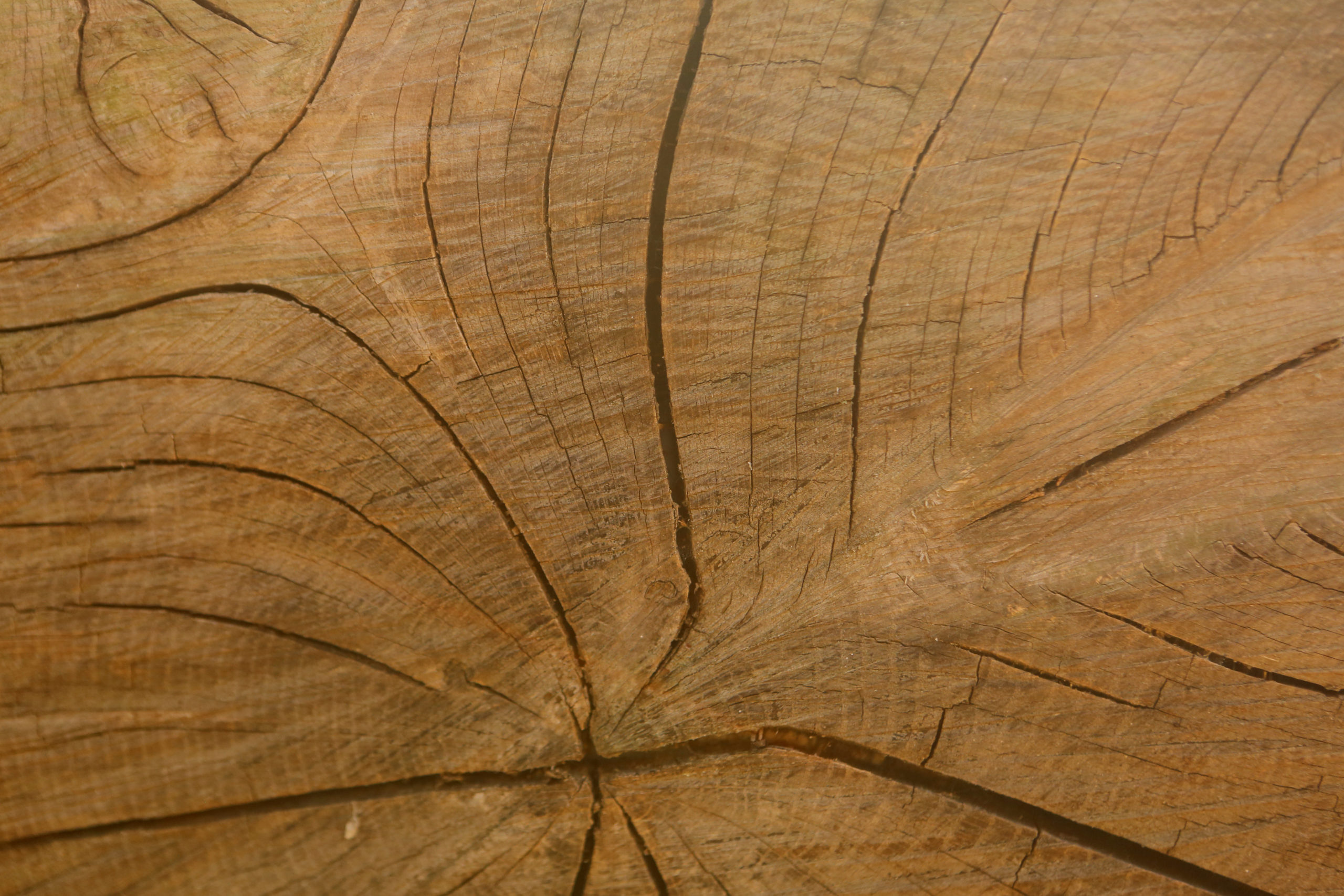 NWA’s circular economies: Keeping lumber in the loop