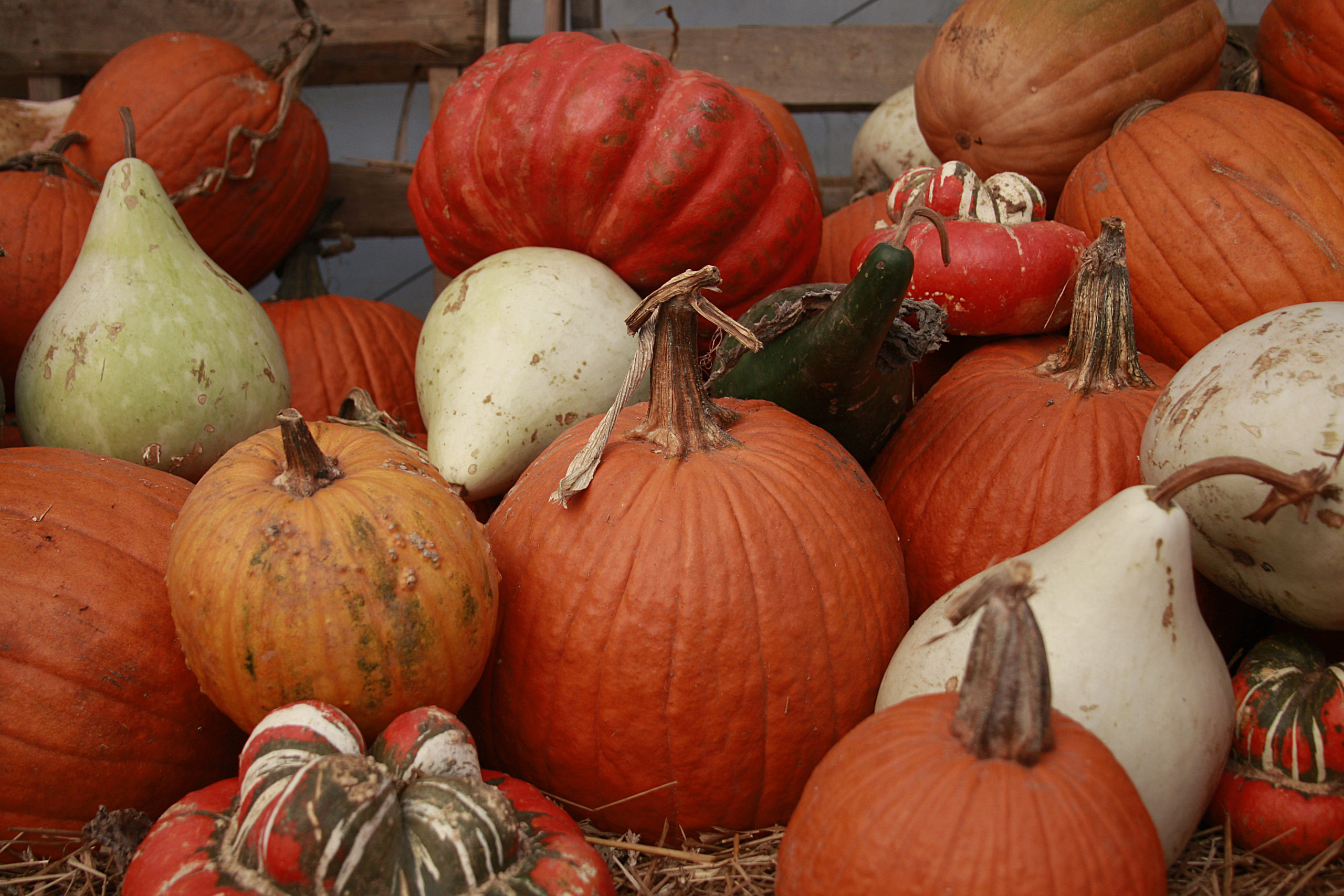 Give jack-o’-lanterns an afterlife with composting
